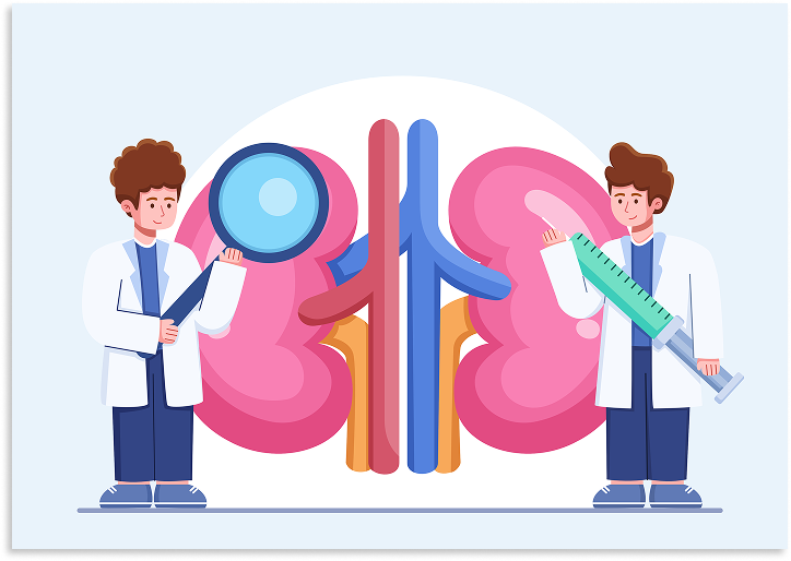 Urology Illustration